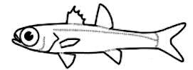 Familia Epigonidae _clave